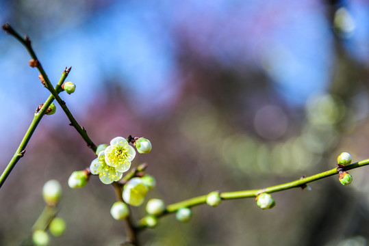 梅花盛開