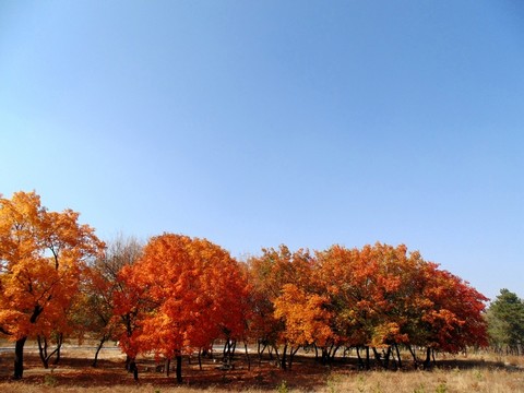 金秋紅葉
