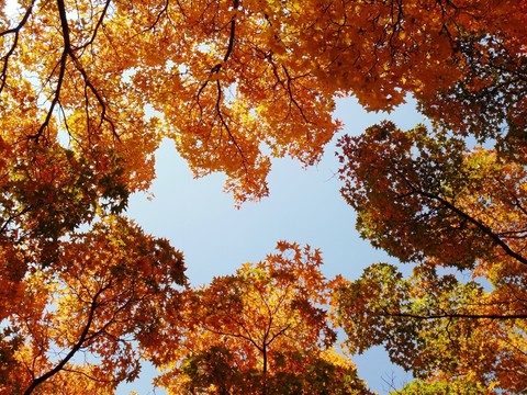 紅葉桌面圖