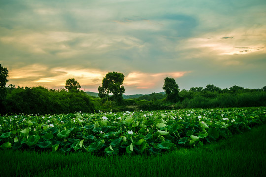 荷田 夕陽(yáng)