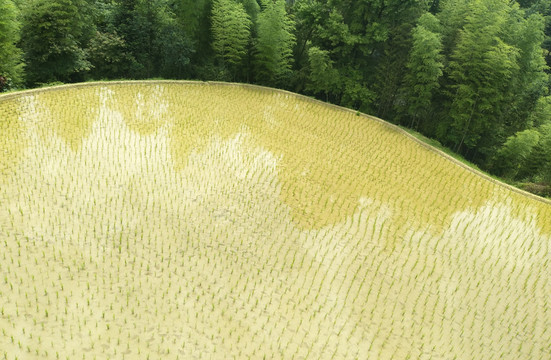 稻田