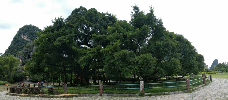 榕樹