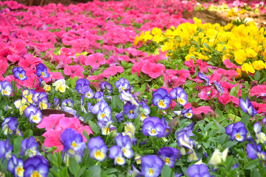 鮮花