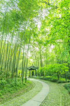 竹林竹子