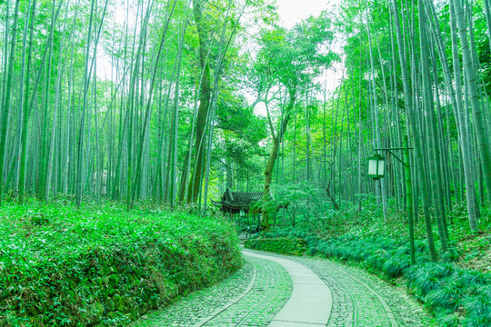 竹林
