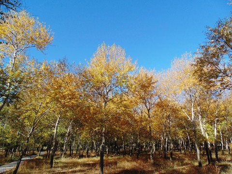 楊樹