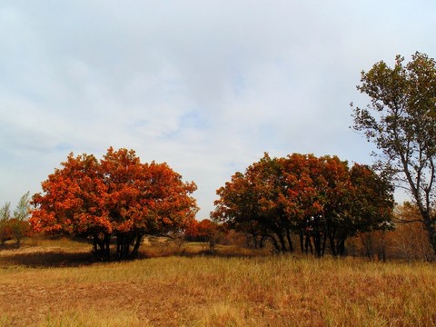橡樹林