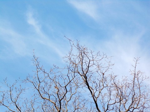 樹木枝葉