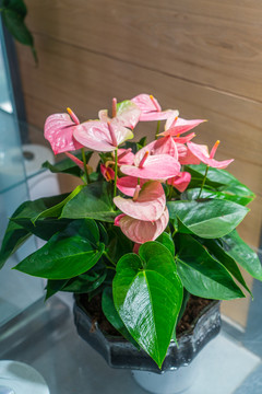 紅掌花