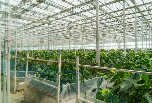 綠色植物基地