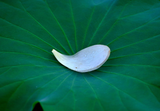 花瓣與荷葉特寫(xiě)