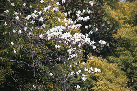白玉蘭 春天 花開(kāi) 鮮花
