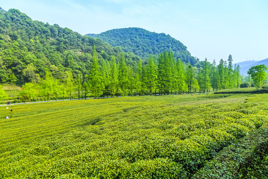 杭州西湖龍井茶園