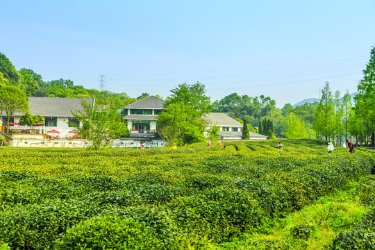 杭州西湖龍井茶園