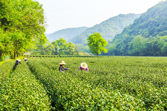 杭州西湖龍井茶園