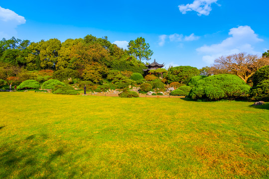 綠樹林