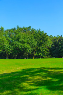 綠樹(shù)林