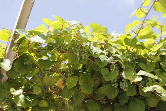 葡萄 葡萄架 葡萄園 農(nóng)業(yè) 植