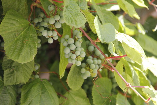 葡萄 葡萄架 葡萄園 農(nóng)業(yè) 植