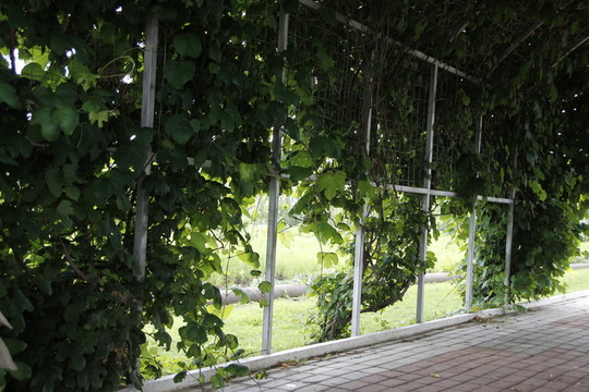 葡萄 葡萄架 葡萄園 農(nóng)業(yè) 植