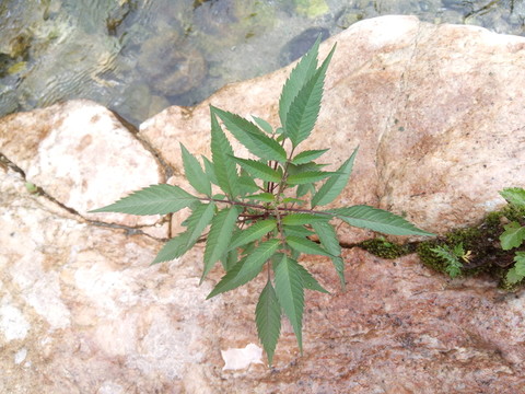 石縫中的植物