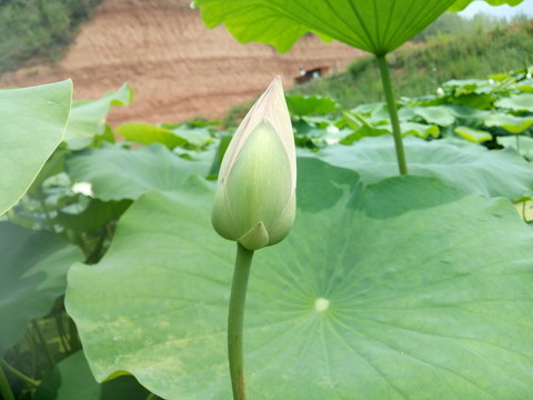 亭亭玉立荷花
