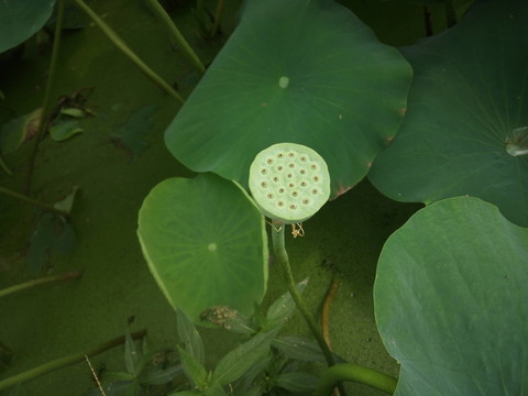 荷花蓮蓬