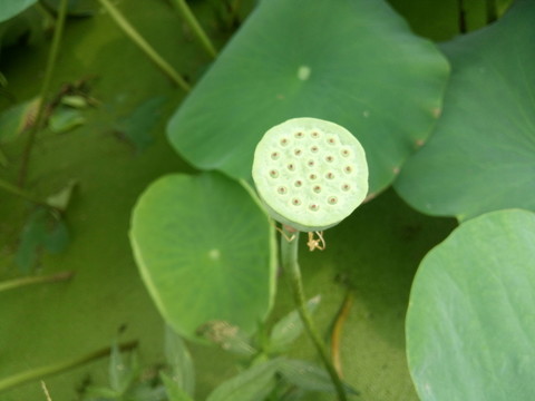 蓮蓬頭