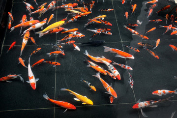 錦鯉 紅鯉魚 亞洲 動物