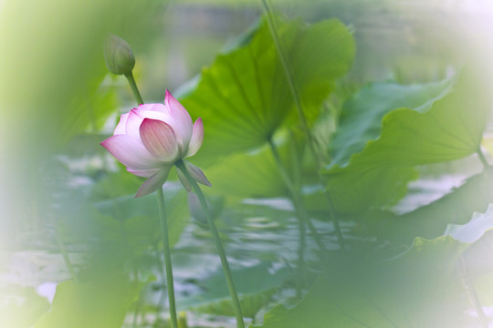 夢(mèng)幻荷花