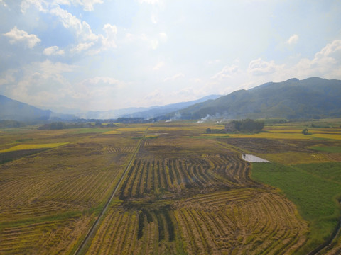 金黃的田野