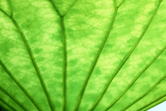 陽光樹葉子 陽光荷葉