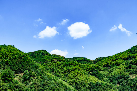 青山 綠樹 青山綠樹