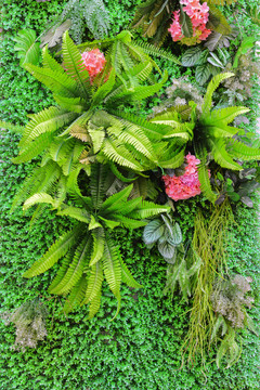 植物花墙