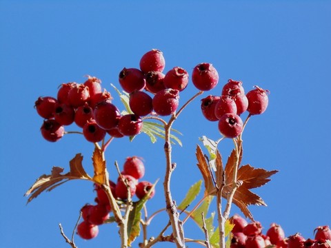 山里紅特寫(xiě)
