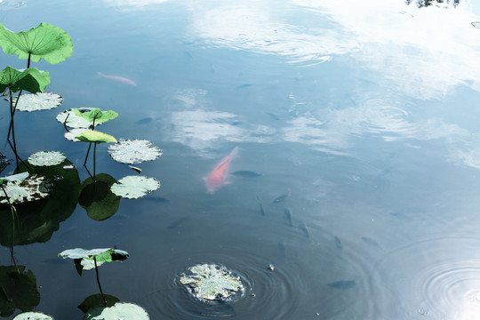 魚兒戲荷圖