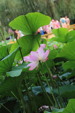 荷花 荷葉