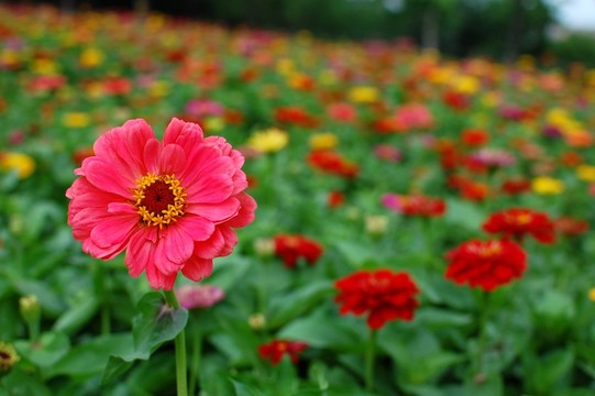 花卉花草花海
