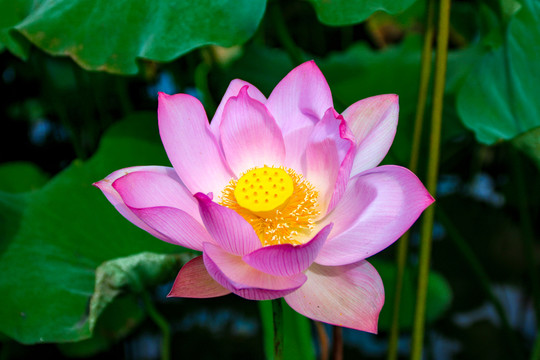 荷花蓮花蓮子