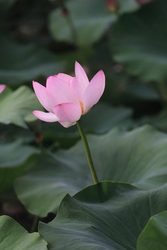 荷花 荷葉