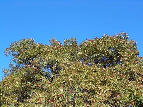 山里紅樹