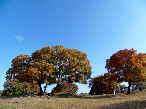 楓林和藍(lán)天