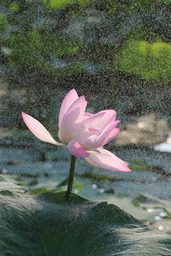 荷花 荷葉