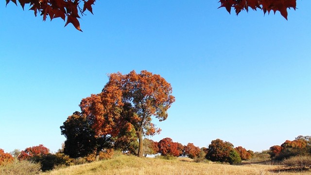 五角楓和藍(lán)天