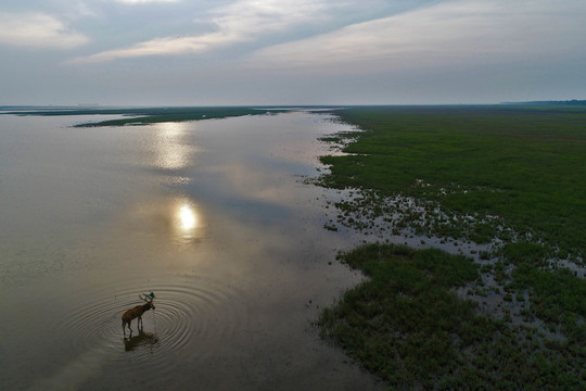 鹽城大豐國(guó)家海涂濕地公園麋鹿群
