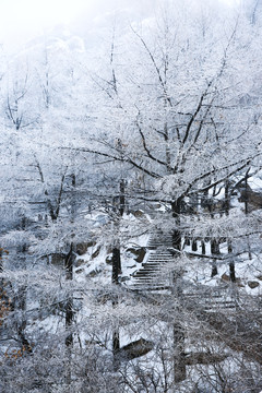 霧凇雪景