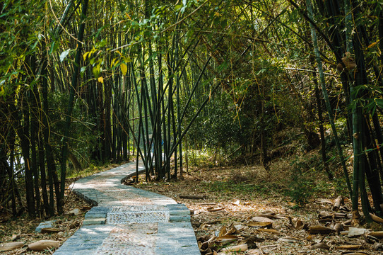 鄉(xiāng)村小路