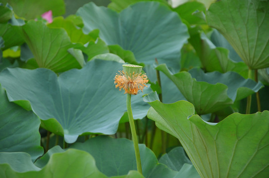 荷花