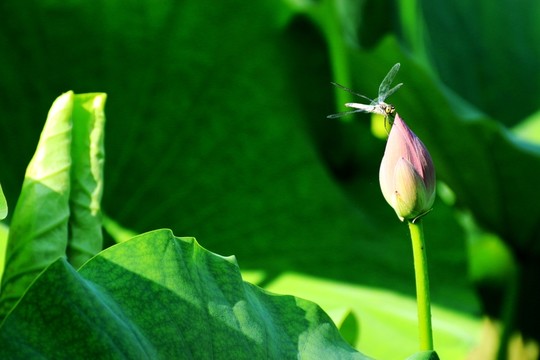 荷花