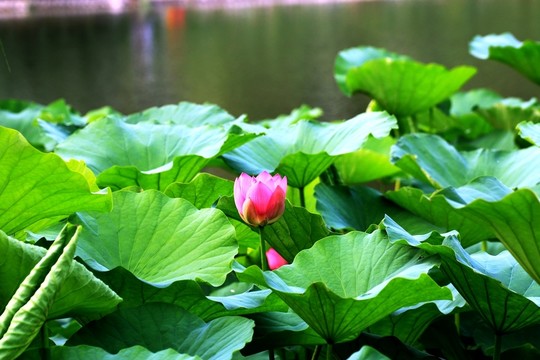 荷花
